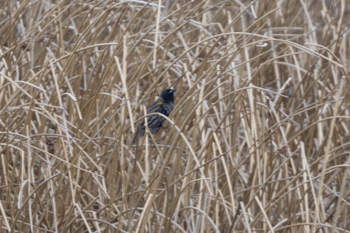 Yellow-winged Blackbird - ML647077420