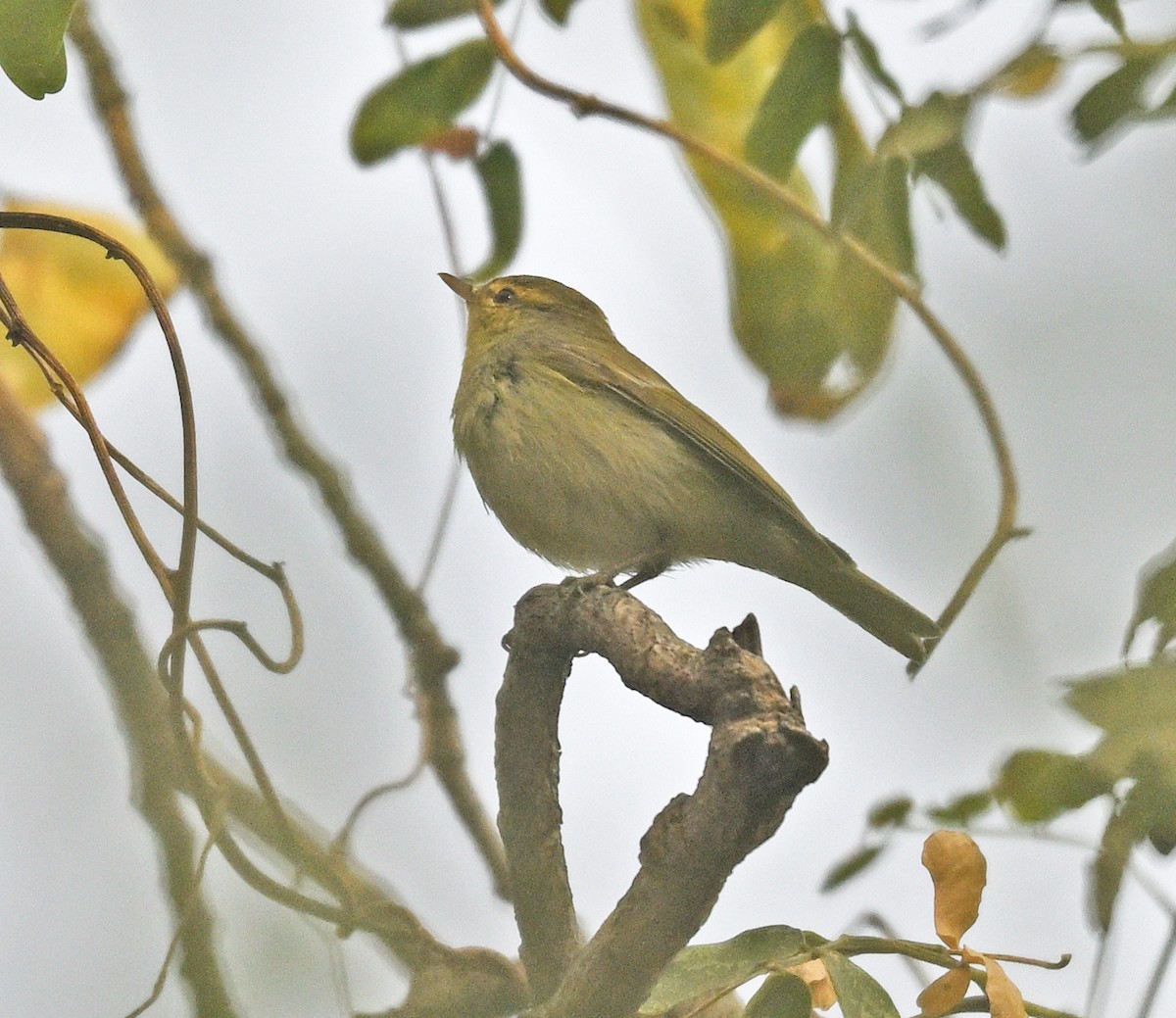 Pouillot du Caucase - ML647077422