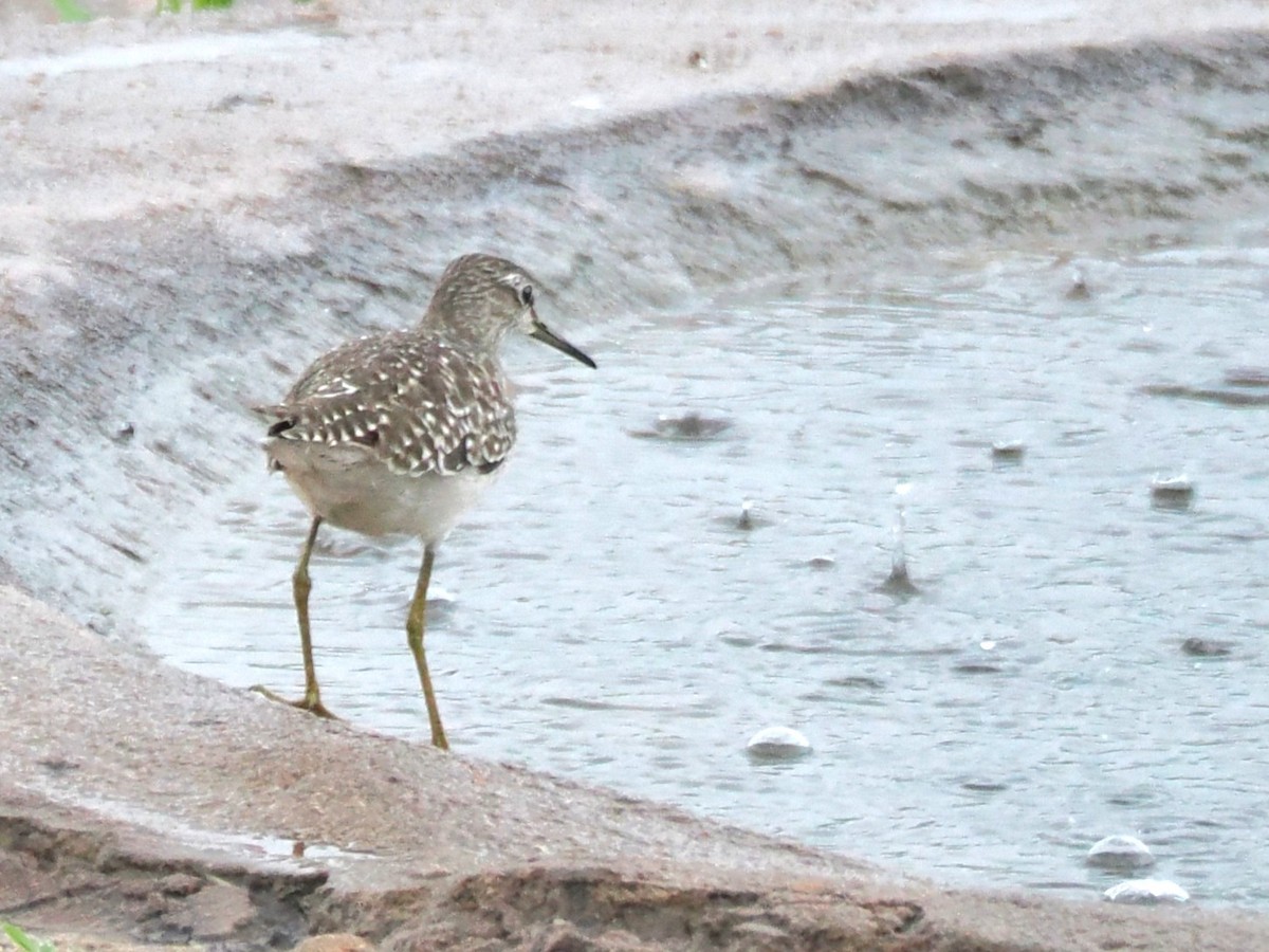 Wood Sandpiper - ML647077428