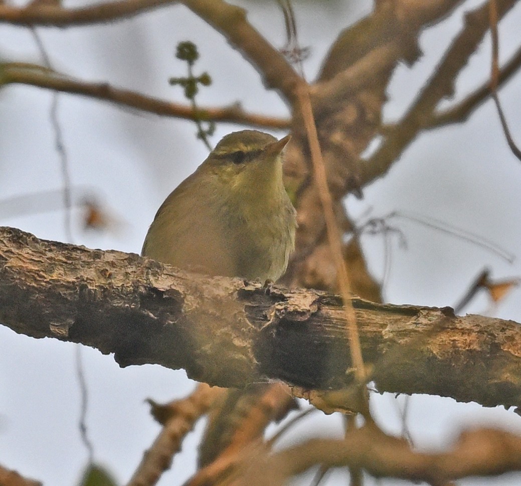 Pouillot du Caucase - ML647077431