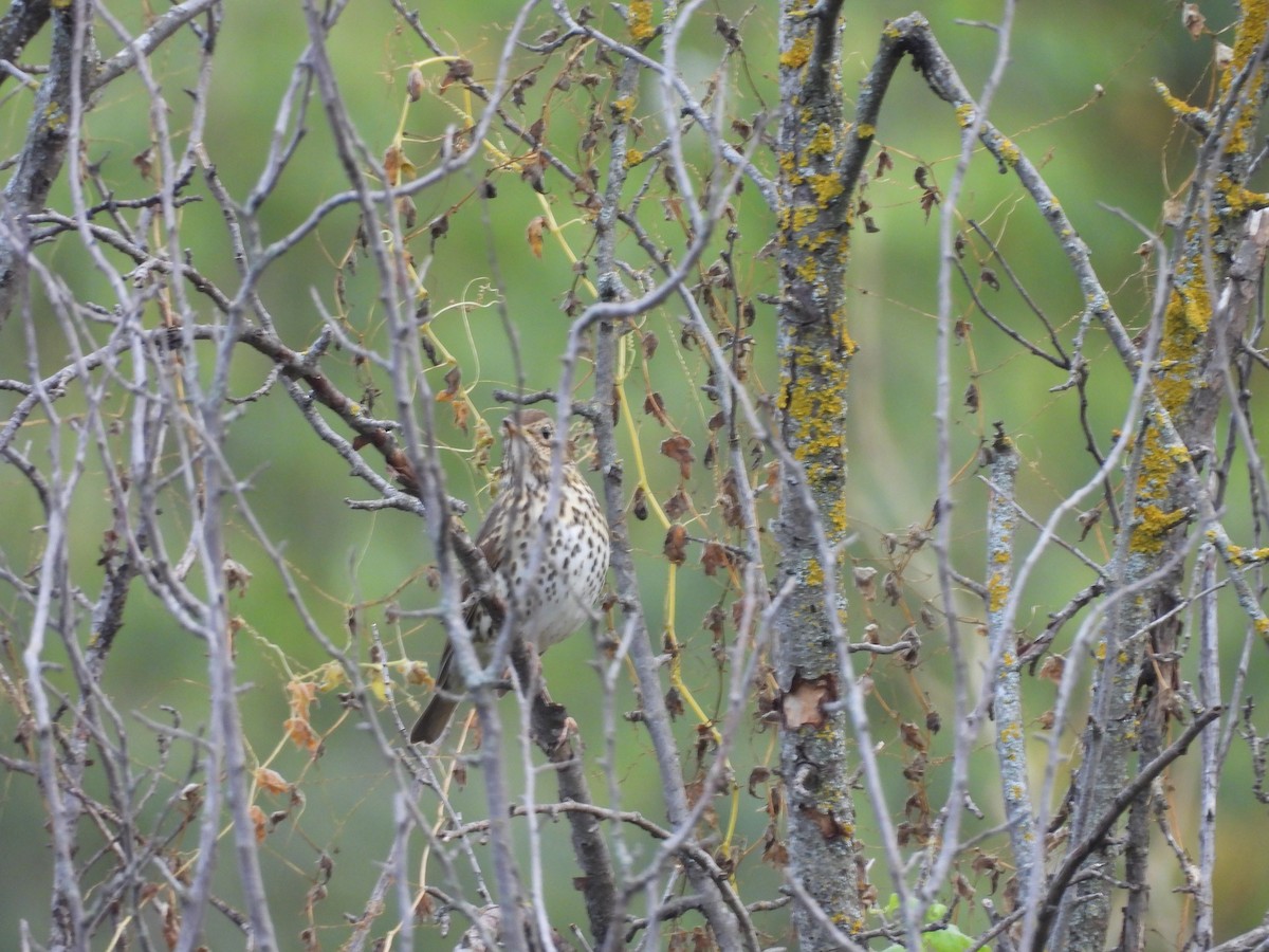 Song Thrush - ML647077433