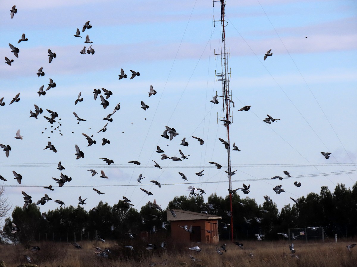 Kaya Güvercini (evcil tip) - ML647077434