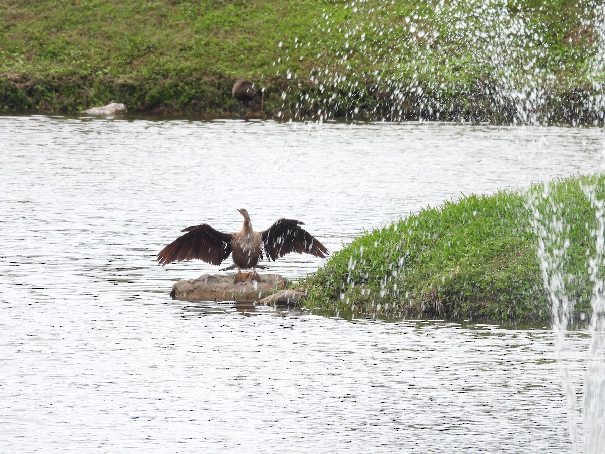 Anhinga - ML647077453