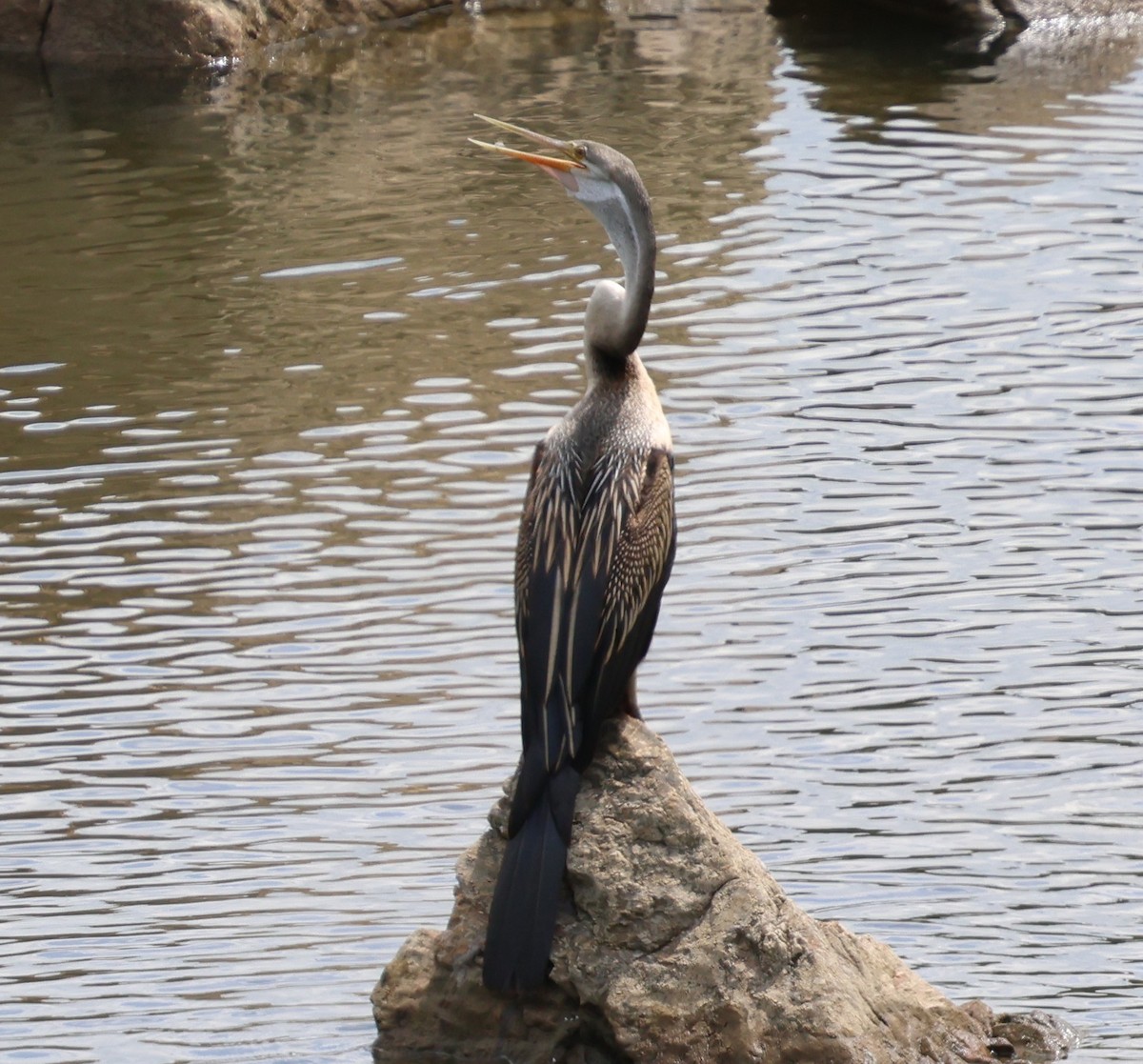 Doğu Yılanboyunu - ML647077454