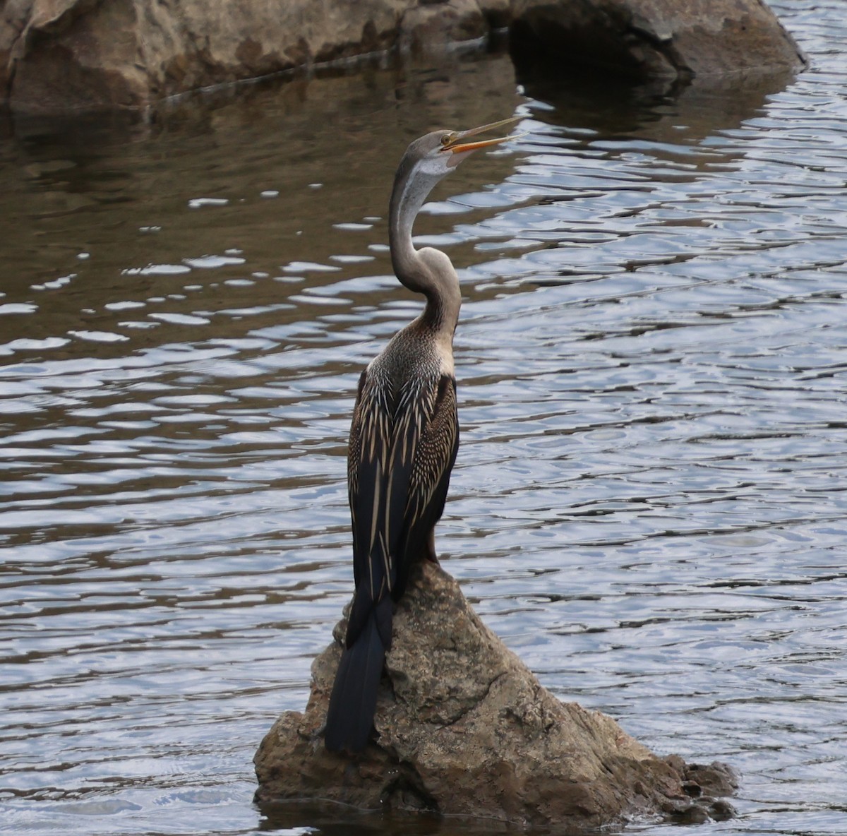 Doğu Yılanboyunu - ML647077455