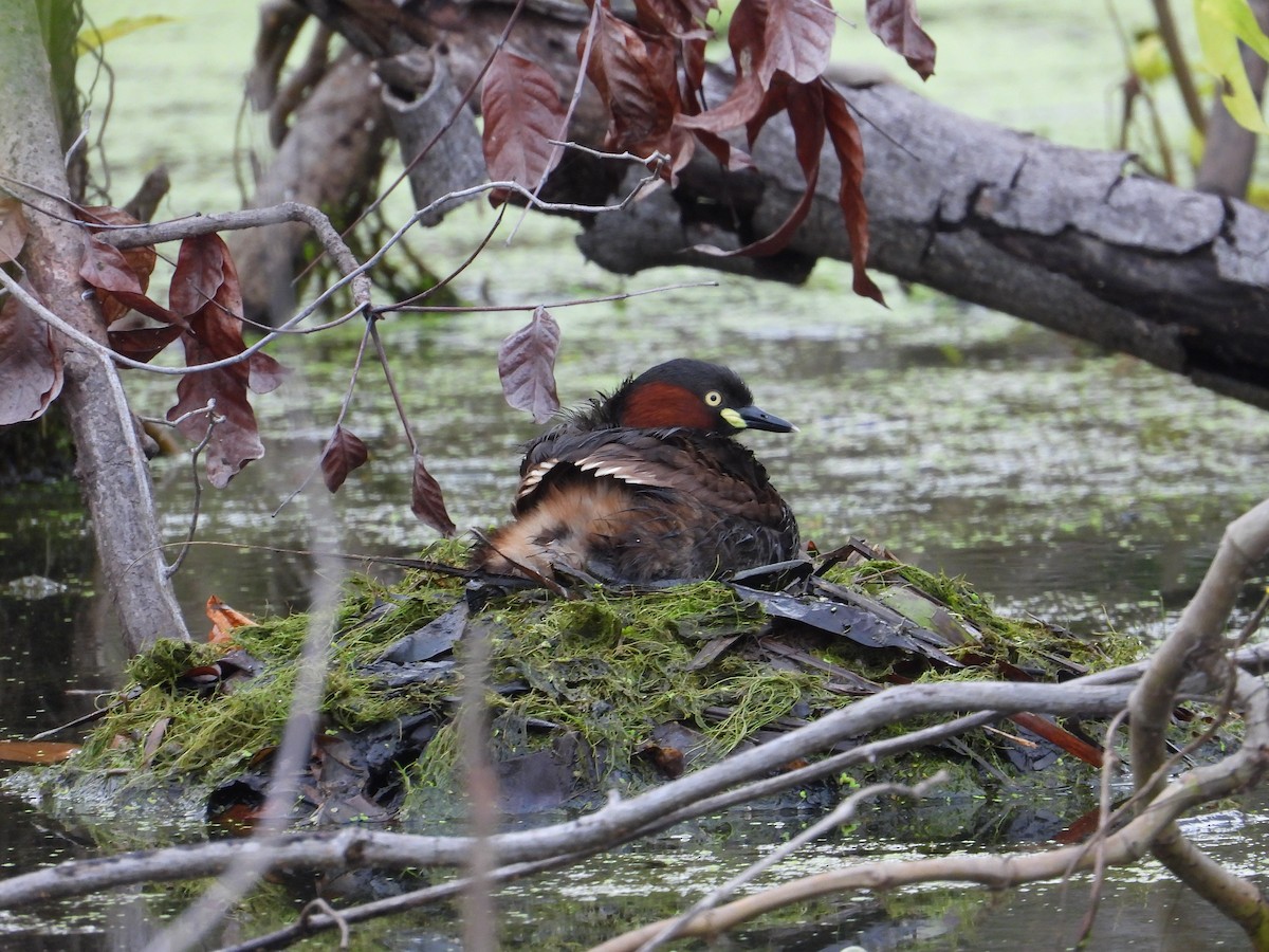 Пірникоза мала - ML647077461