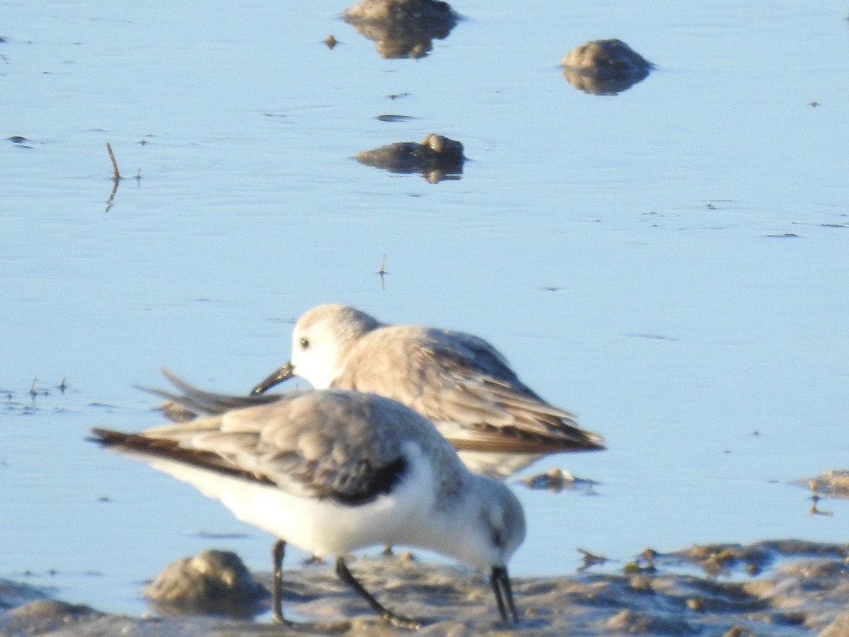 jespák písečný - ML647077478