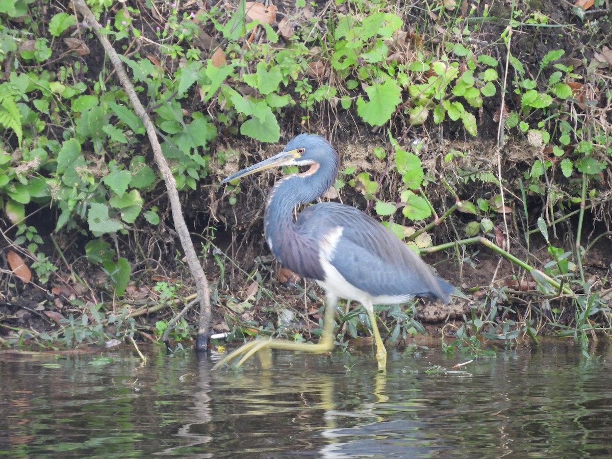 Tricolored Heron - ML647077479
