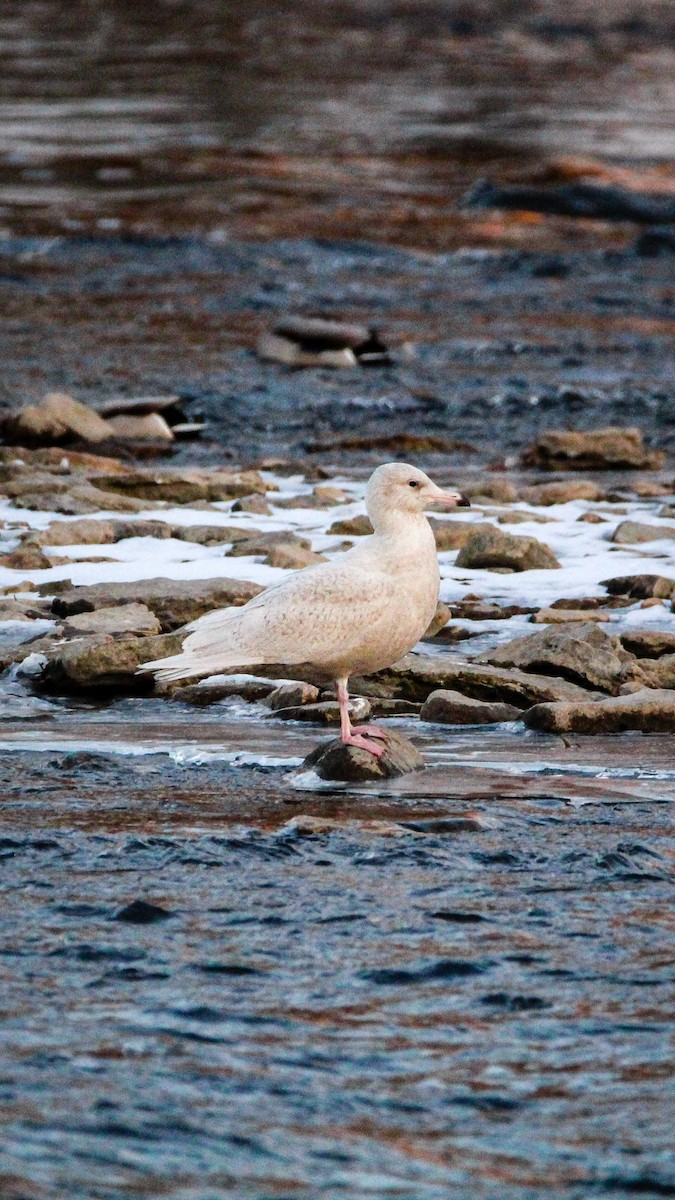 Gavión Hiperbóreo - ML647077494