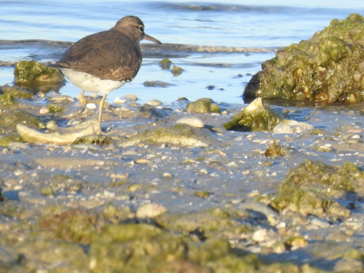 pisík americký - ML647077495