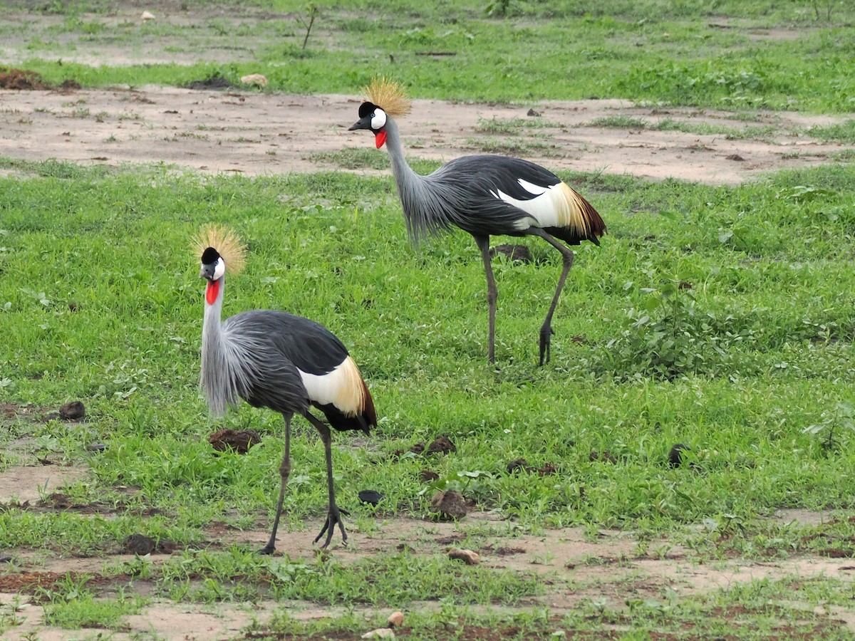 Gray Crowned-Crane - ML647077499
