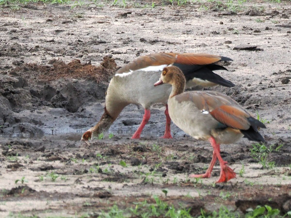 Egyptian Goose - ML647077521