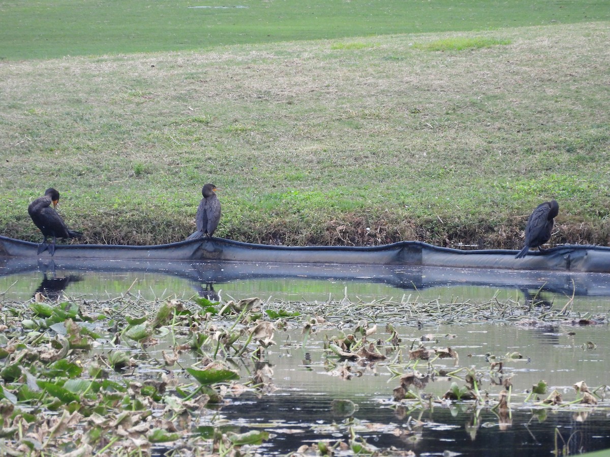 Double-crested Cormorant - ML647077522