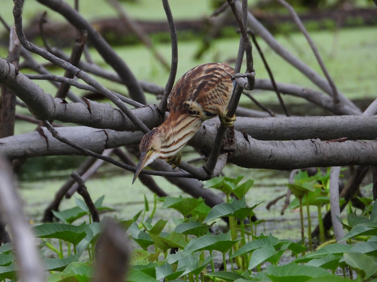 Yellow Bittern - ML647077525