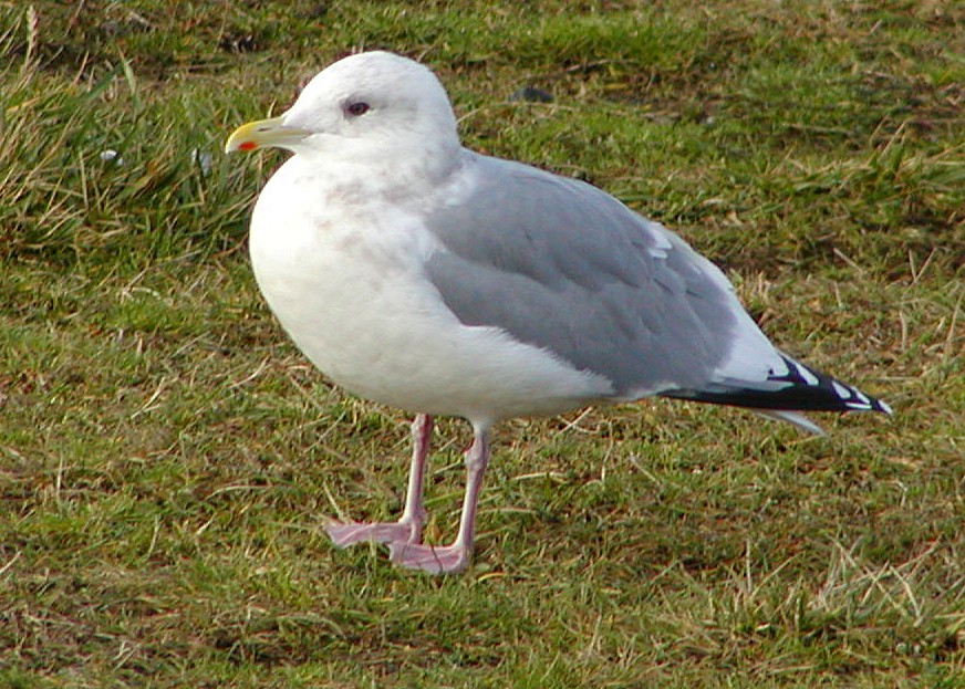 アイスランドカモメ（亜種 カナダカモメ） - ML647077546