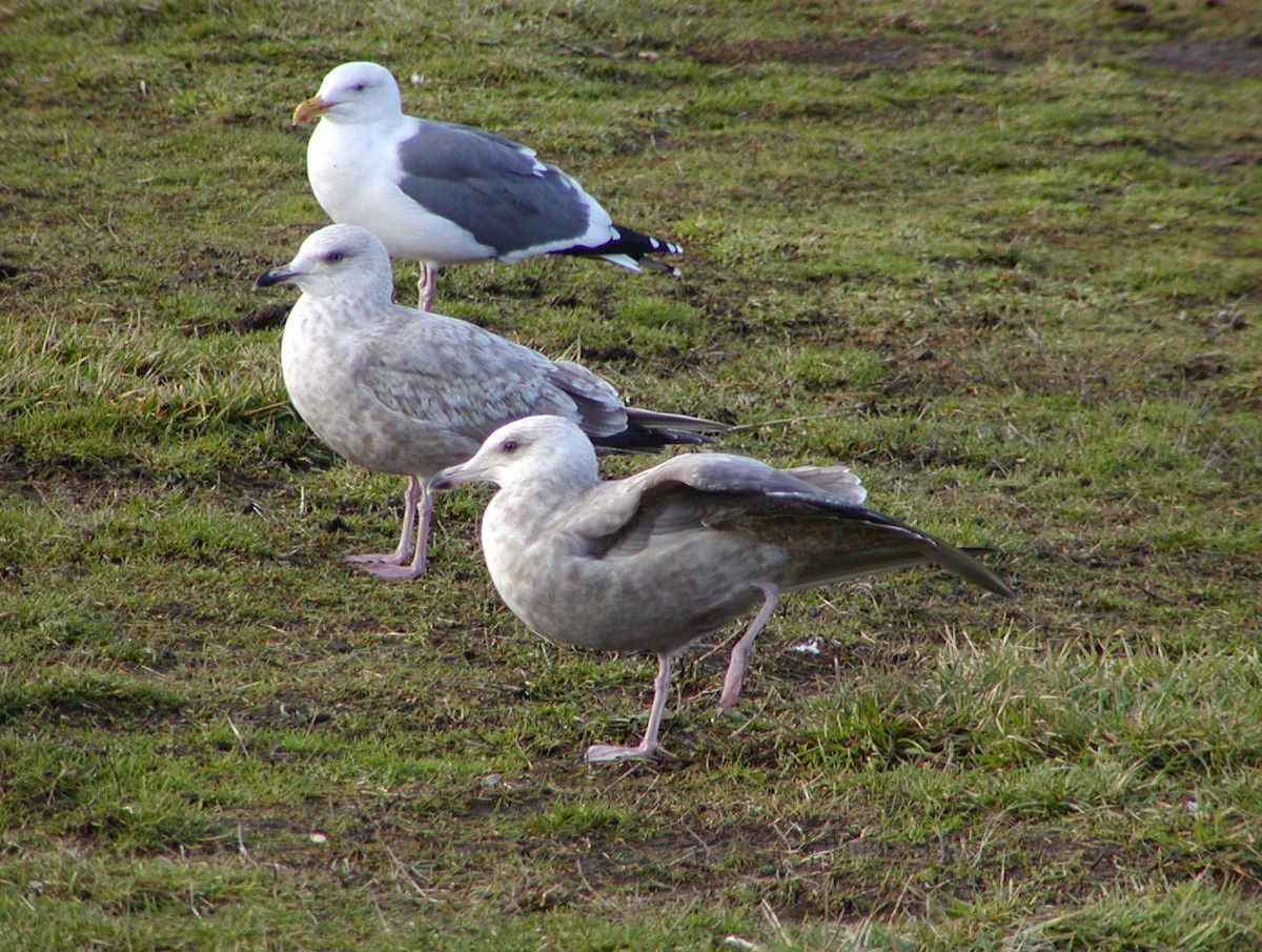 アイスランドカモメ（亜種 カナダカモメ） - ML647077547