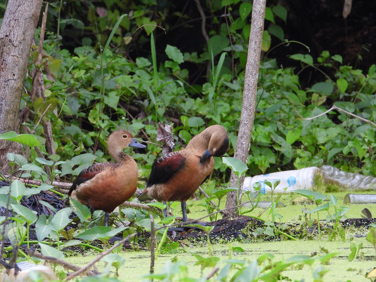 Lesser Whistling-Duck - ML647077552