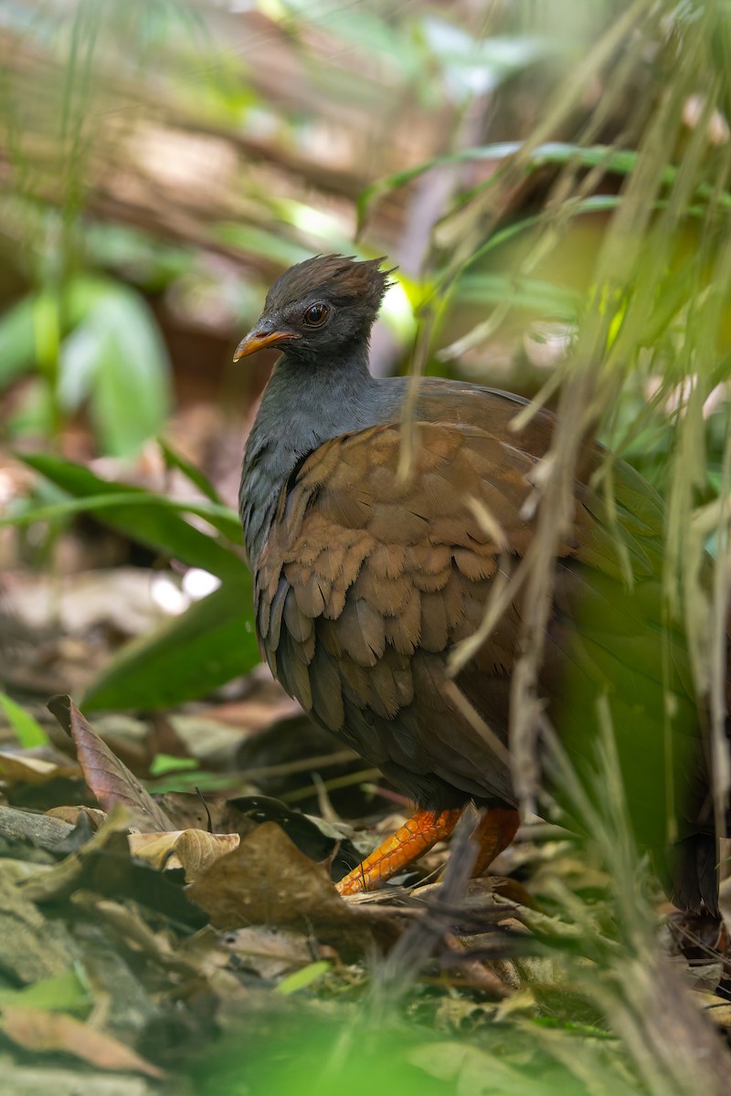 Orange-footed Megapode - ML647077556