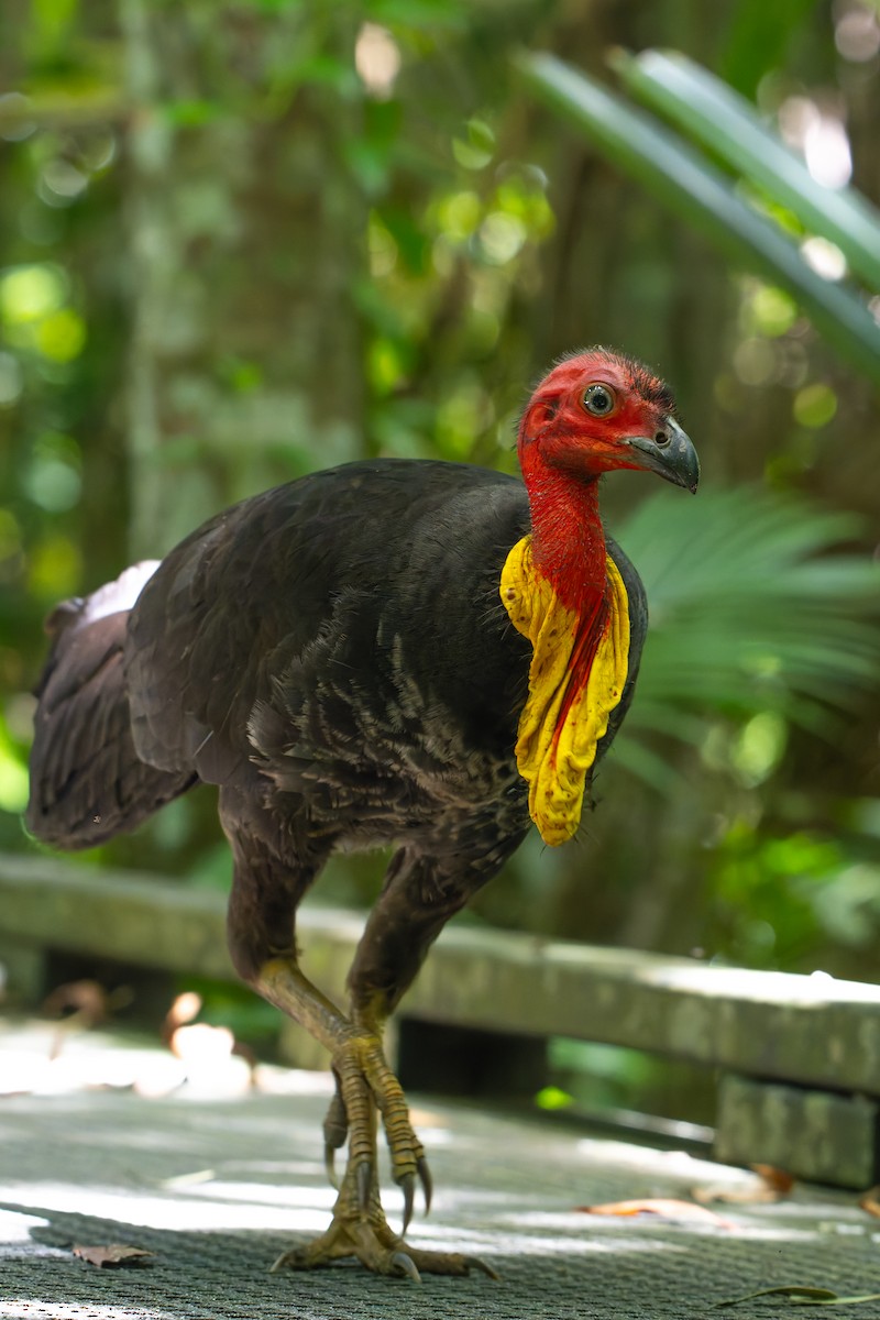 Australian Brushturkey - ML647077560