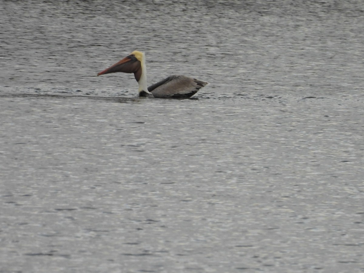 Brown Pelican - ML647077564
