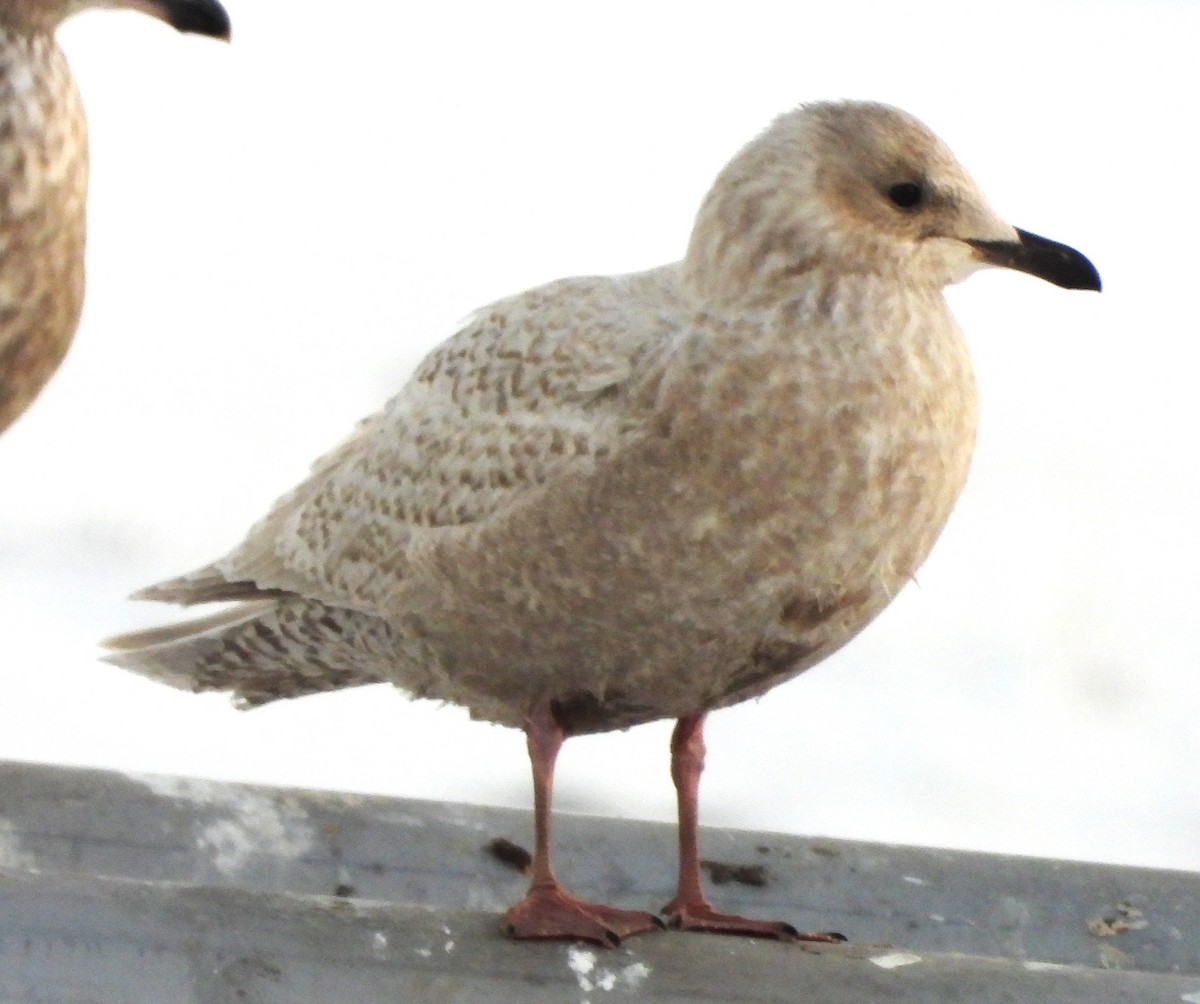 アイスランドカモメ - ML647077570