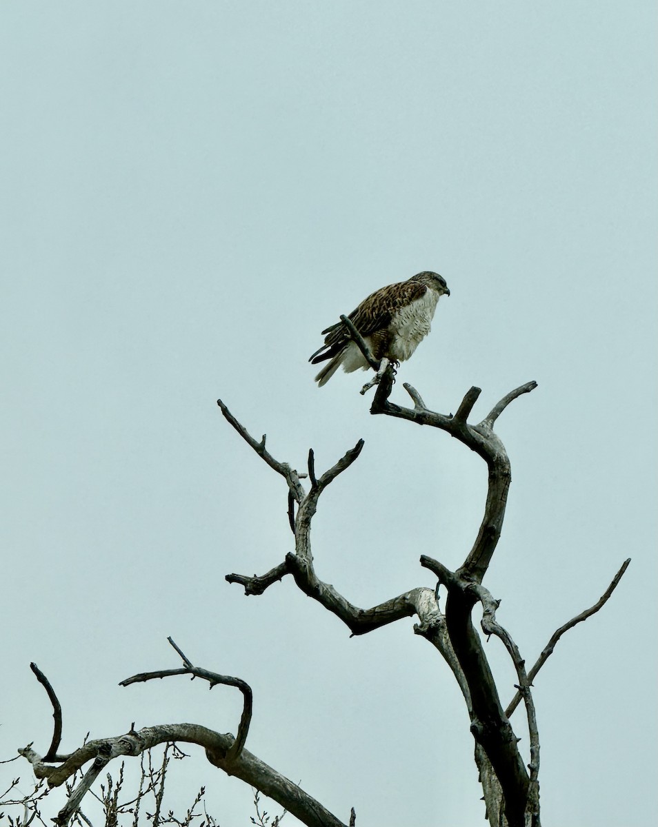 kongevåk - ML647077572