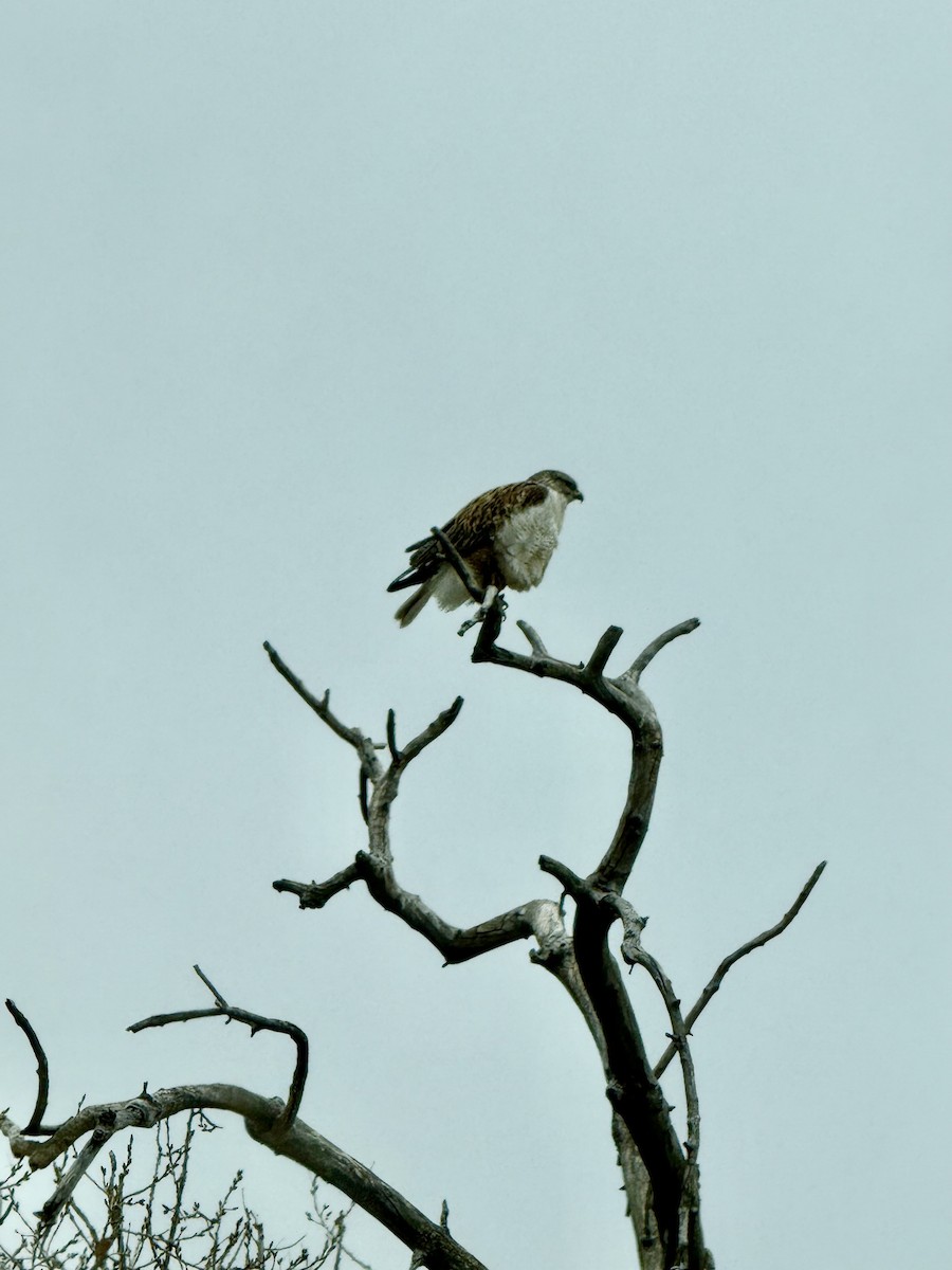 kongevåk - ML647077573