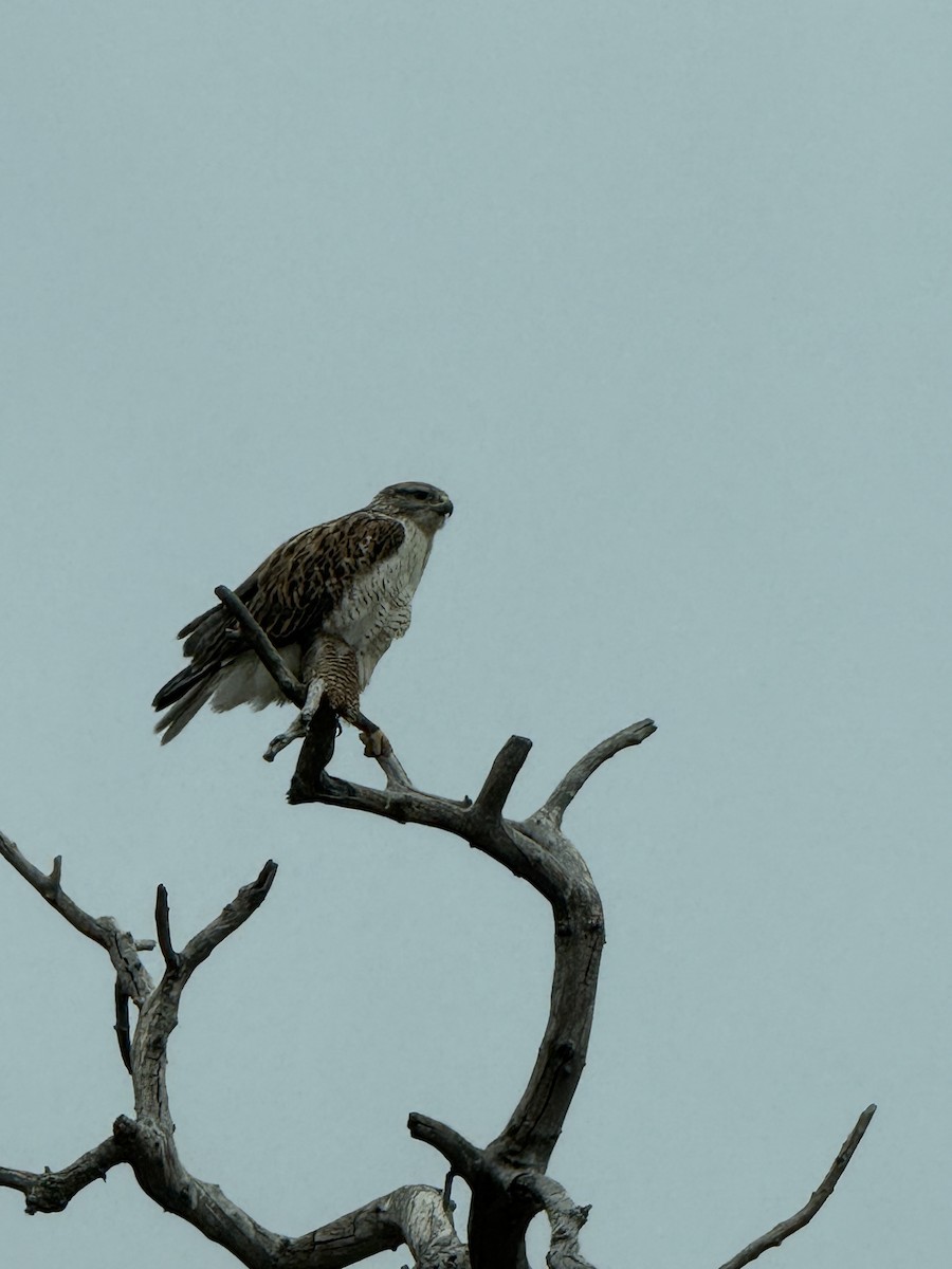 kongevåk - ML647077574