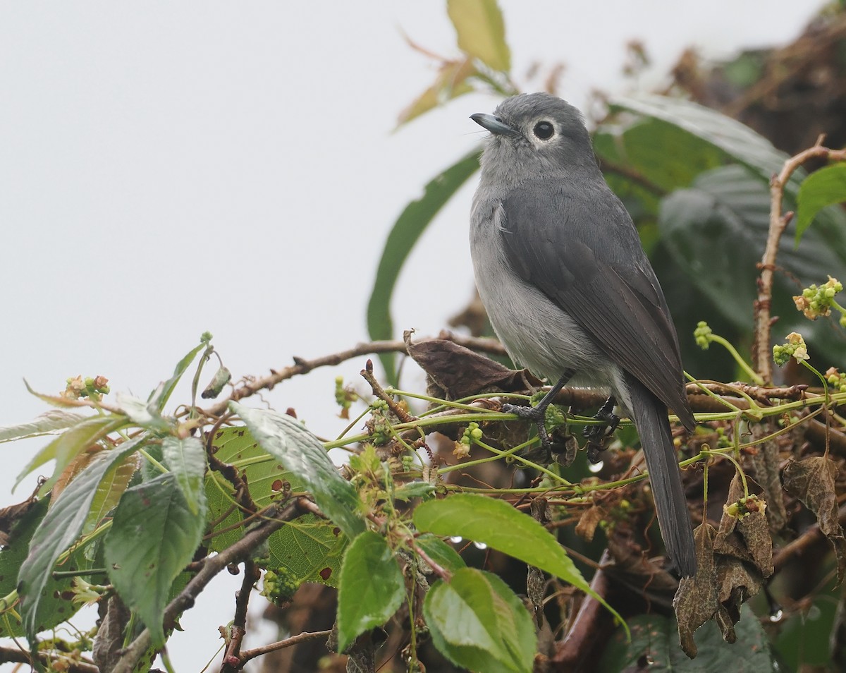 White-eyed Slaty-Flycatcher - ML647077575