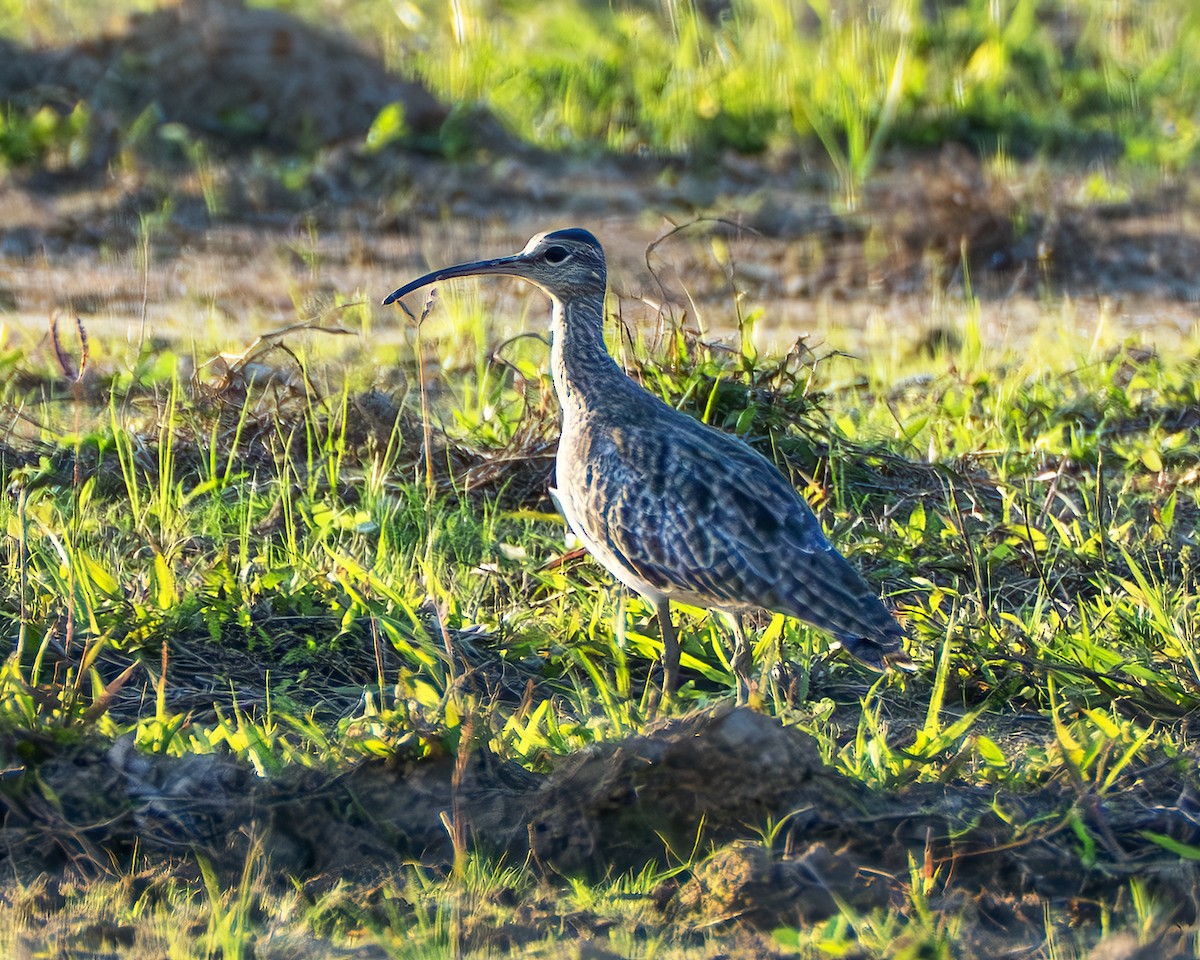 Eurasian Whimbrel - ML647077577