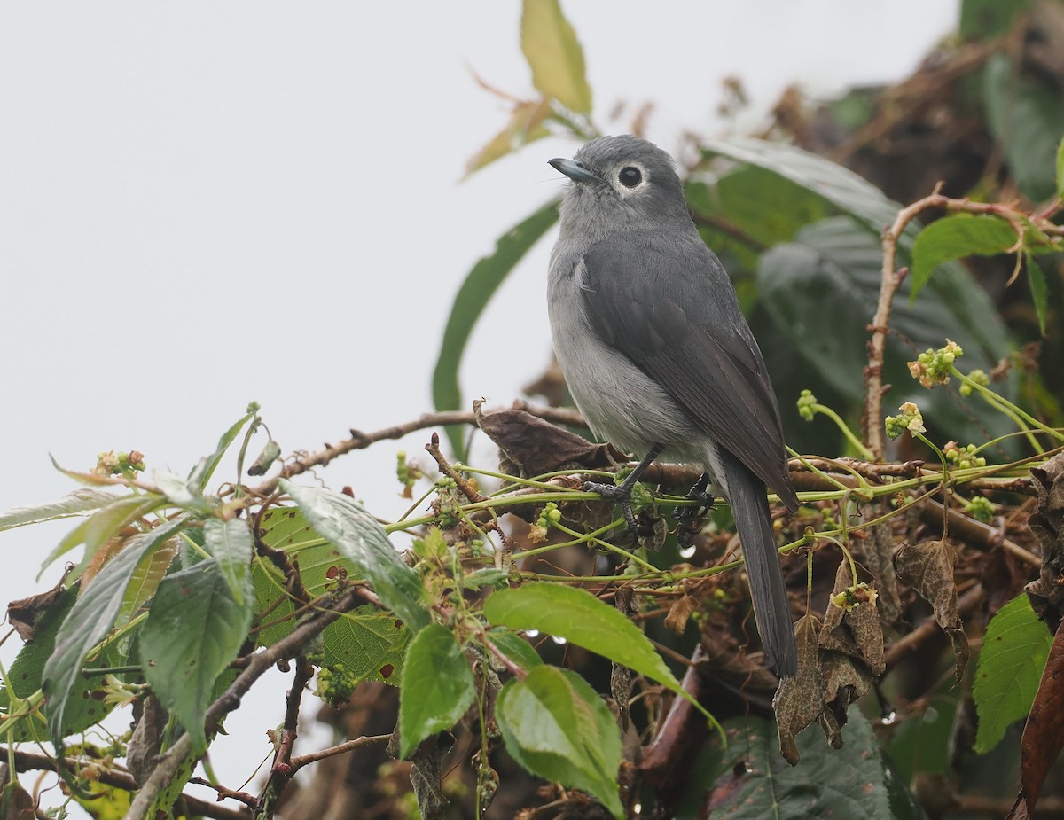 White-eyed Slaty-Flycatcher - ML647077582