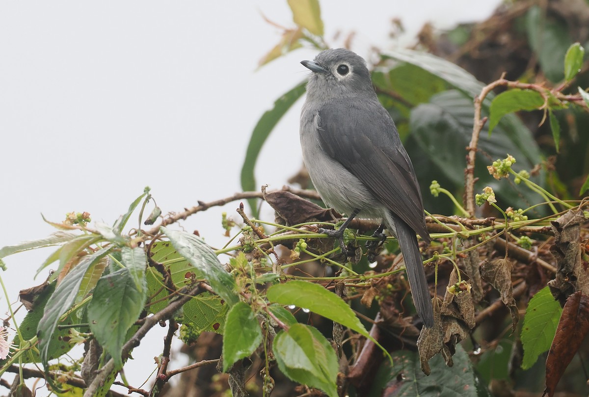 White-eyed Slaty-Flycatcher - ML647077589