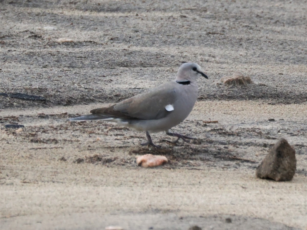 Ring-necked Dove - ML647077592