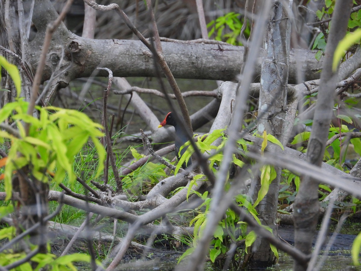 Eurasian Moorhen - ML647077595