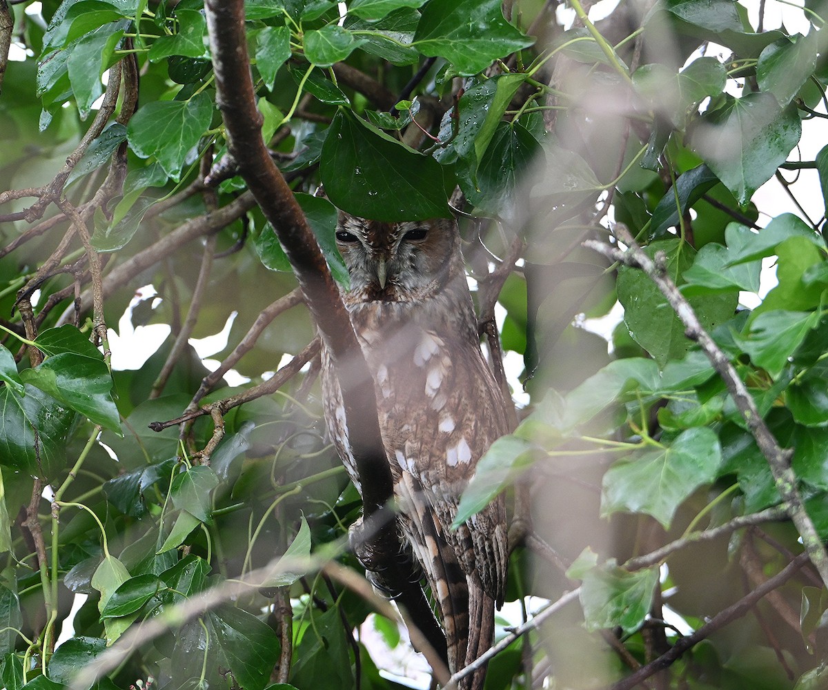 Tawny Owl - ML647077597