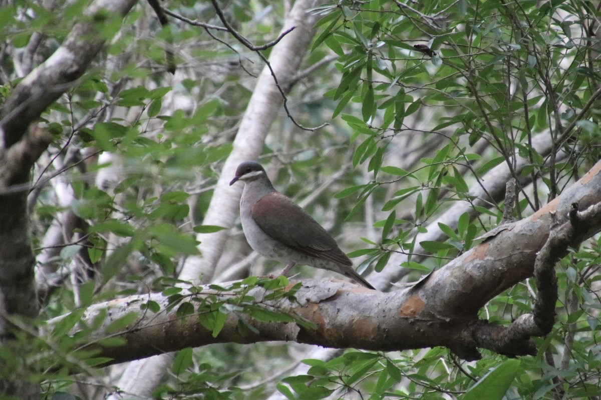 Key West Quail-Dove - ML647077598