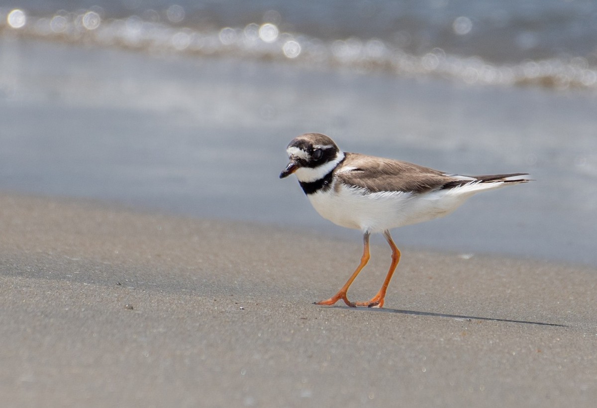 Common Ringed Plover - ML647077599