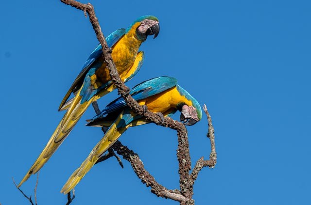 Blue-and-yellow Macaw - ML647077604