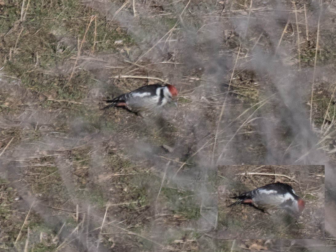 Middle Spotted Woodpecker - ML647077611