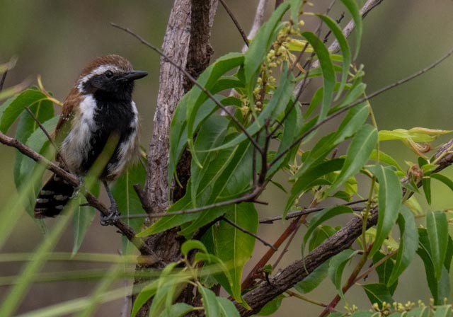 Rusty-backed Antwren - ML647077613