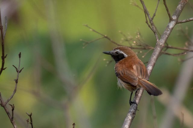 Rusty-backed Antwren - ML647077614