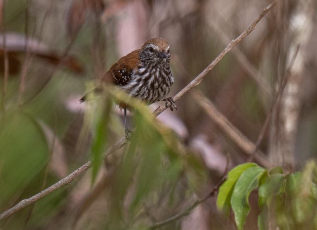 Rusty-backed Antwren - ML647077615