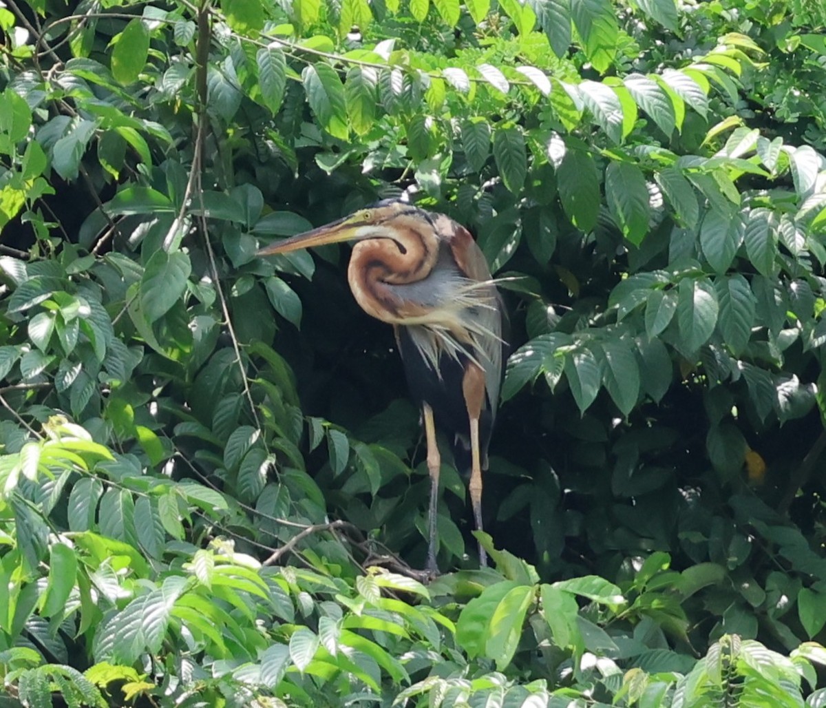 Зээрд дэглий - ML647077619