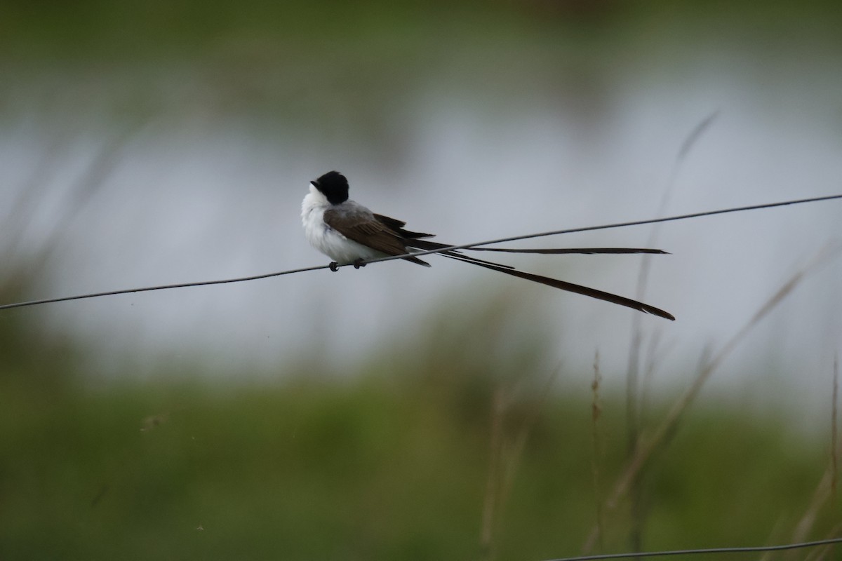 Fork-tailed Flycatcher - ML647077620