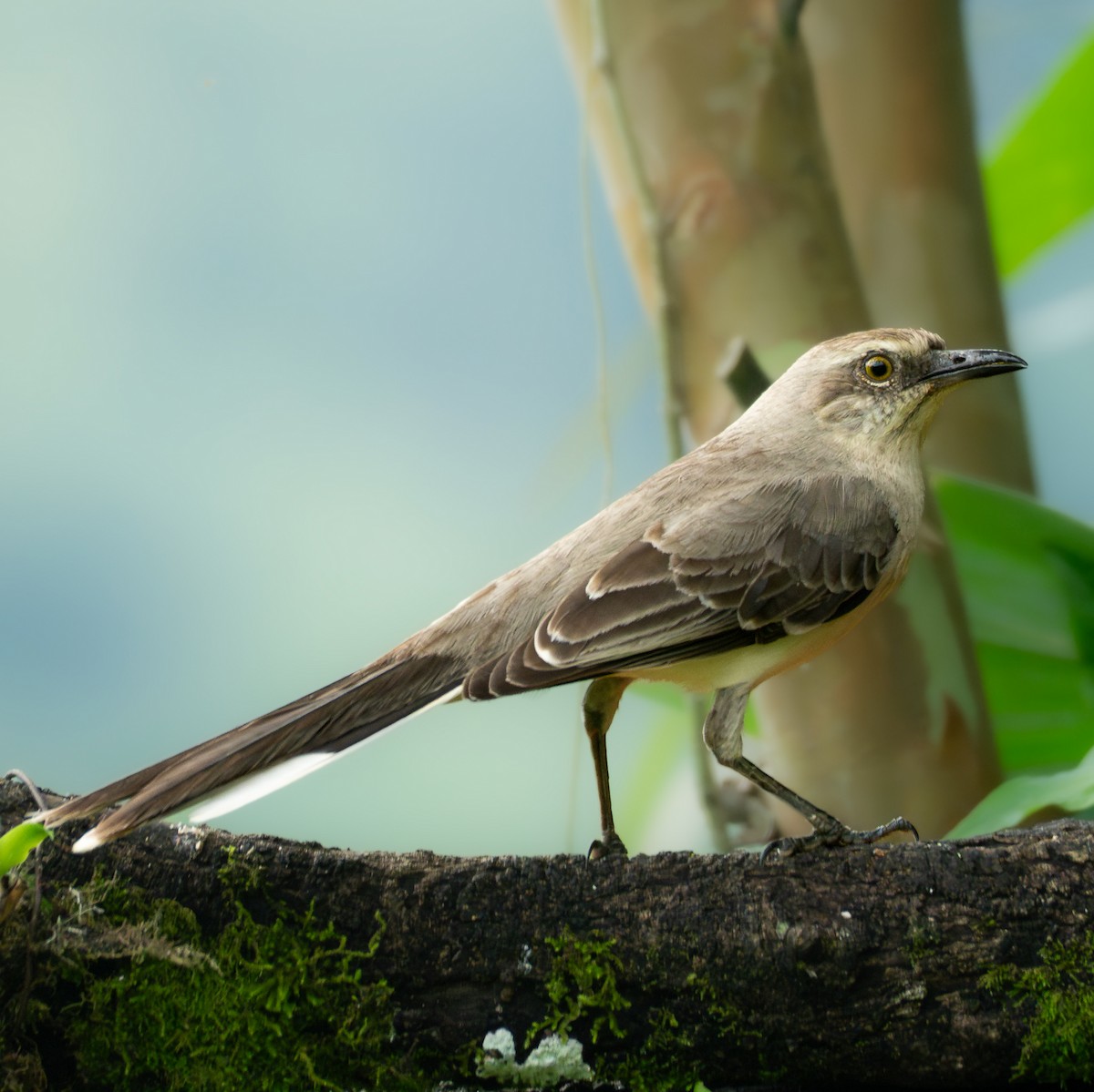 Tropical Mockingbird - ML647077627