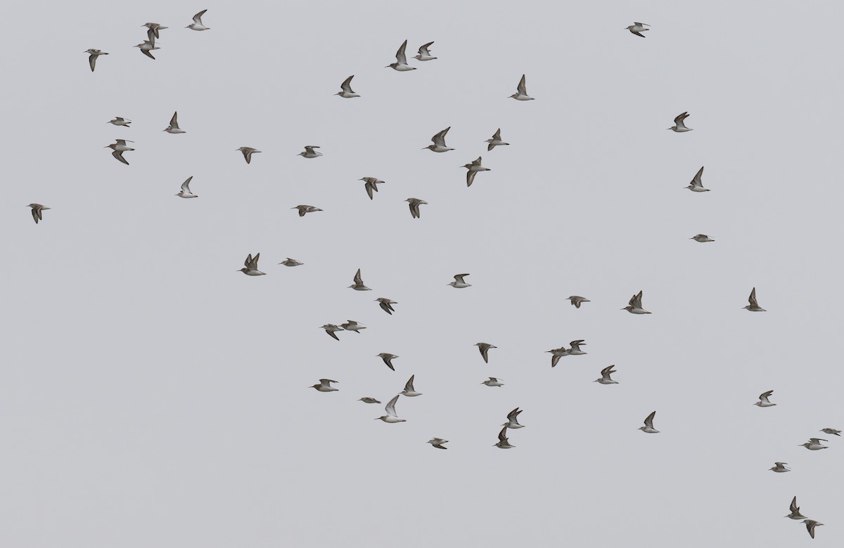 jespák aljašský - ML647077637