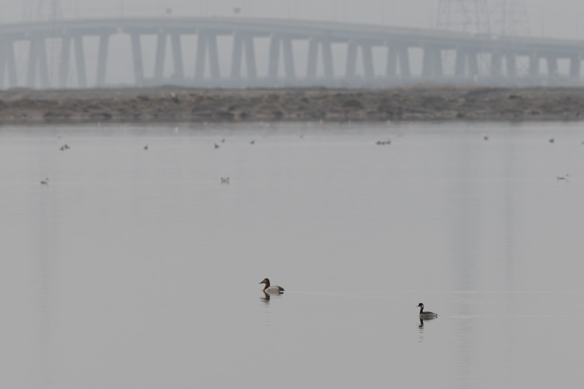 polák dlouhozobý - ML647077643