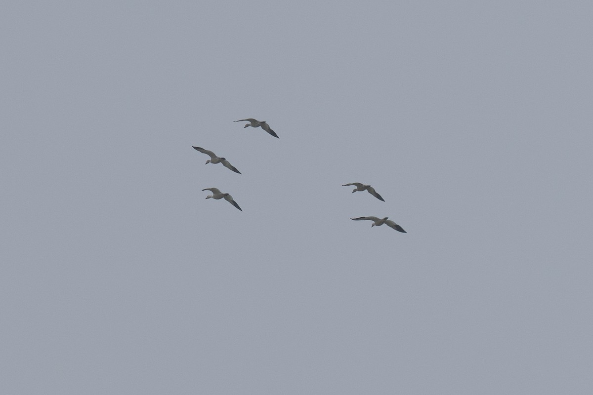 husa sněžní - ML647077647