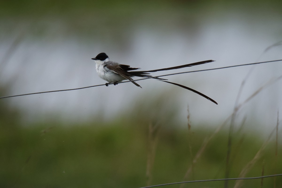 Fork-tailed Flycatcher - ML647077651