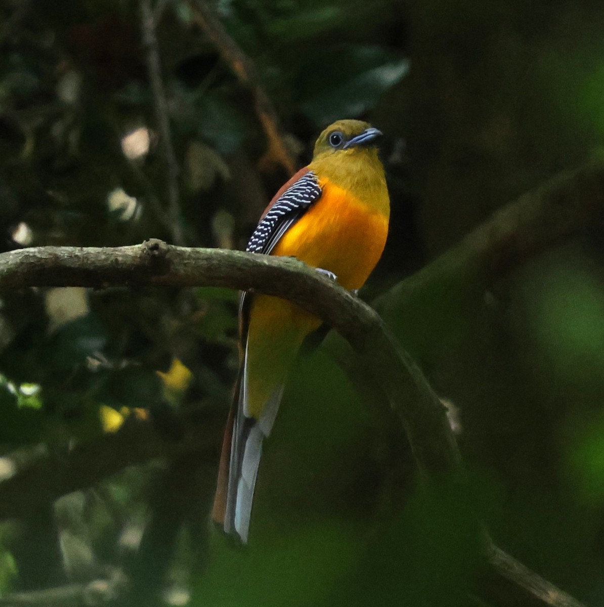 Orange-breasted Trogon - ML647077672